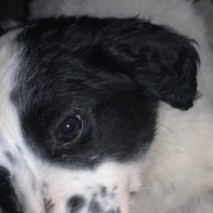 Meet your Posher, Sierra